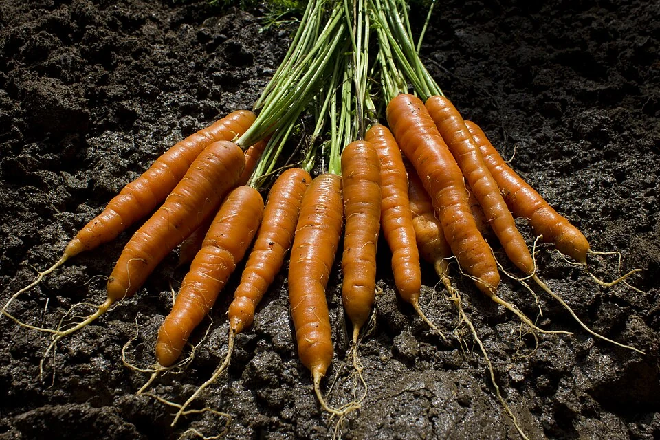 The garden delivers carrots.jpg