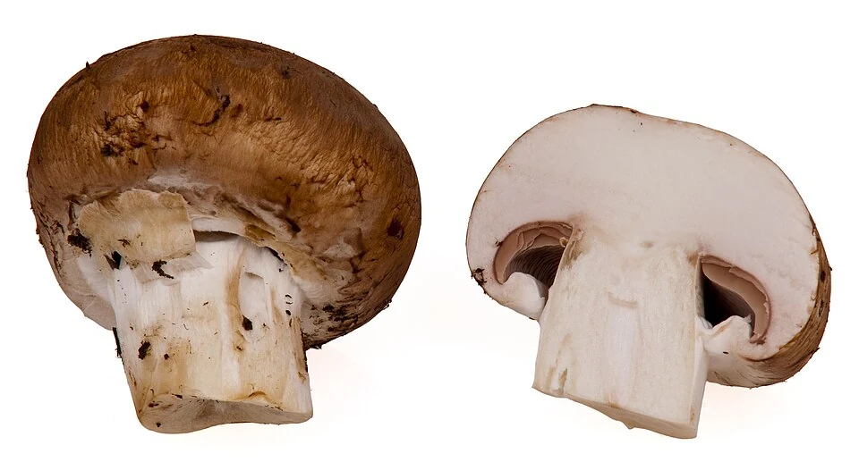 Baby-Port-Mushrooms.jpg