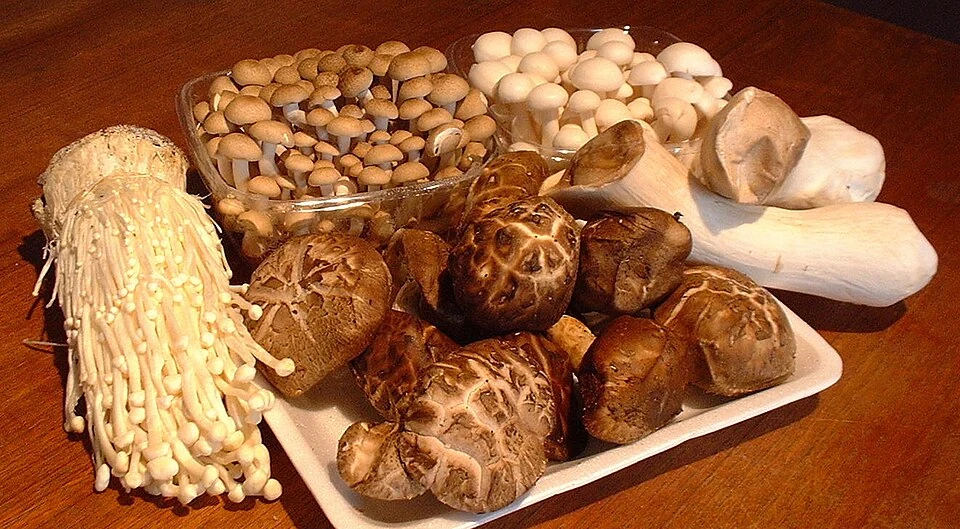 Collectionofmushrooms.jpg