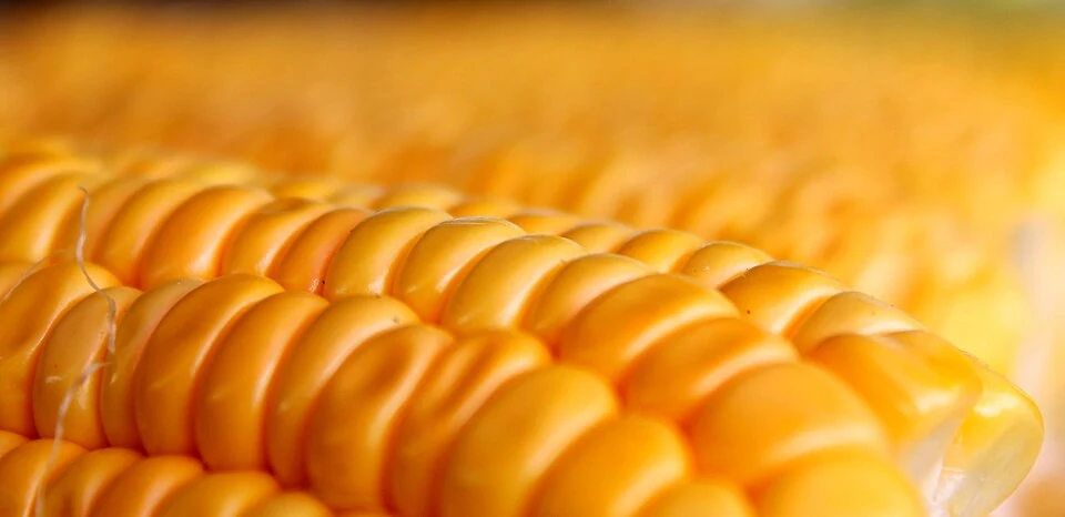 Sweet Corn.JPG