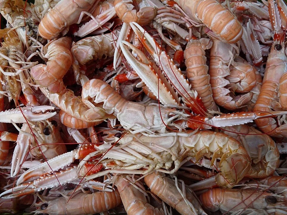 Langoustines de Crozon.JPG