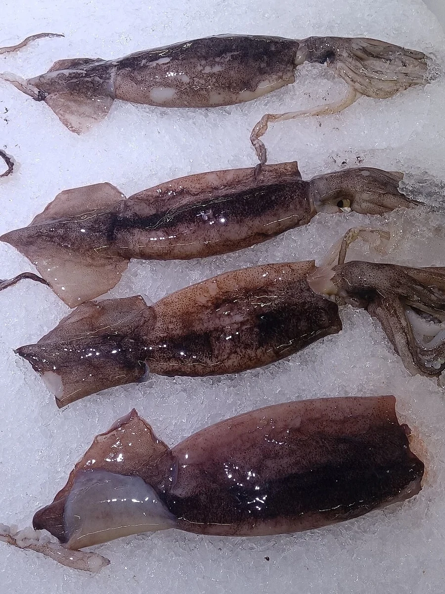 Frozen fresh squid.jpg